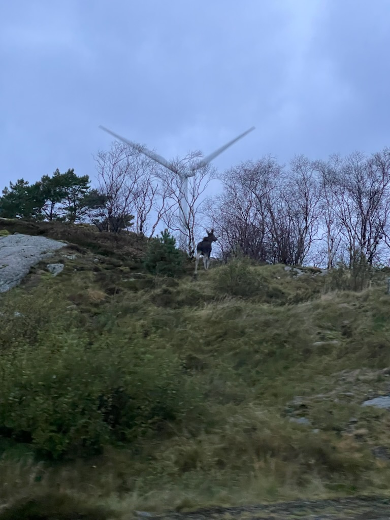 Lista Elg I Vindpark